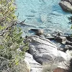 Antonella Villasimius